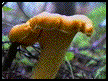 You are missing a great mushroom GIF.